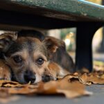 PREOCUPACIÓN EN GENERAL ROCA POR EL USO DE PIROTECNIA Y SU IMPACTO EN LOS ANIMALES