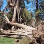 LO QUE DEJÓ EL TEMPORAL EN EL VALLE DE RÍO NEGRO