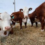 INGRESO DE CARNE: TRAS LA POLÉMICA, EL GOBIERNO NACIONAL DIO MARCHA ATRÁS CON LA BARRERA SANITARIA