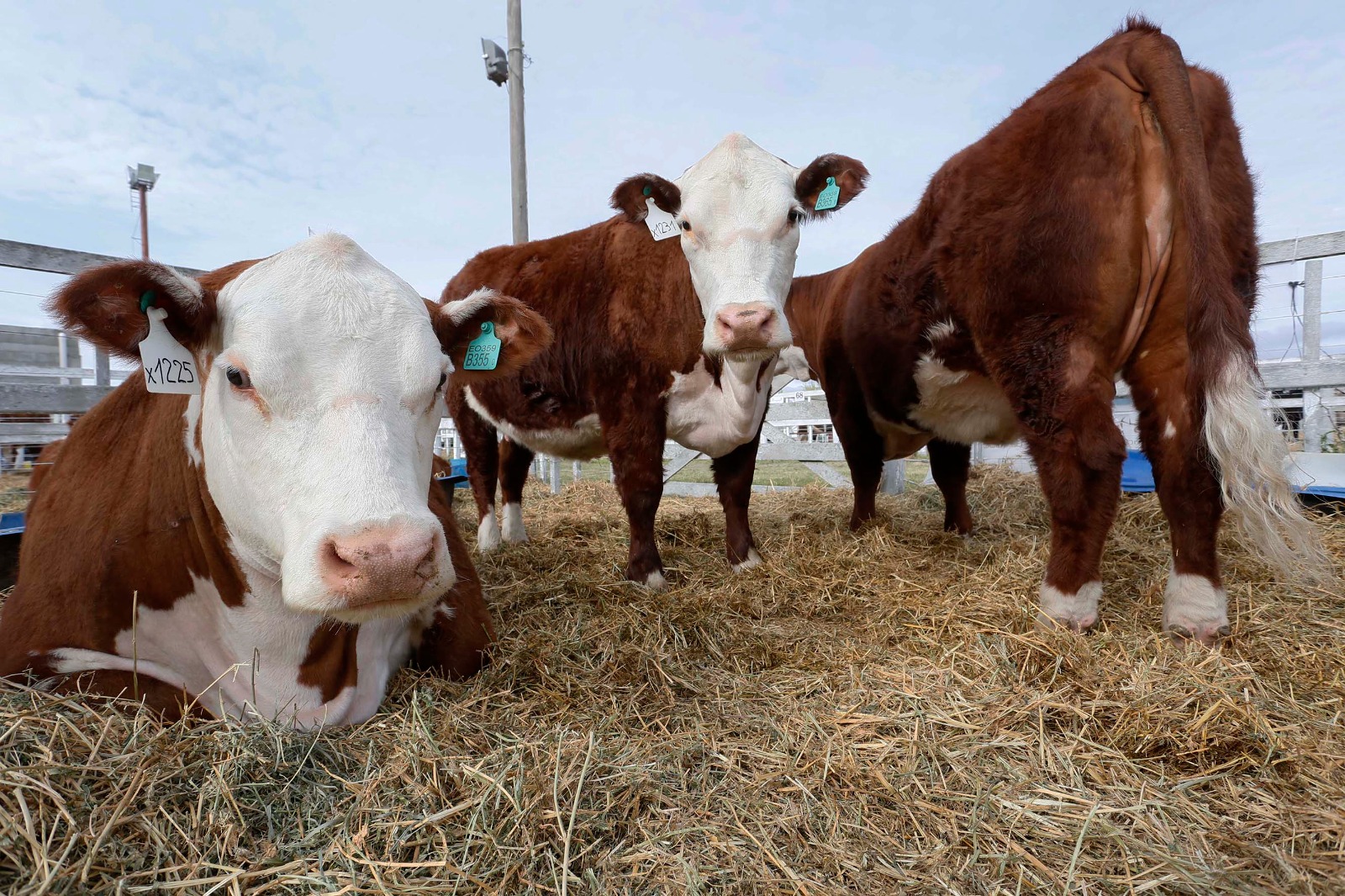 INGRESO DE CARNE: TRAS LA POLÉMICA, EL GOBIERNO NACIONAL DIO MARCHA ATRÁS CON LA BARRERA SANITARIA