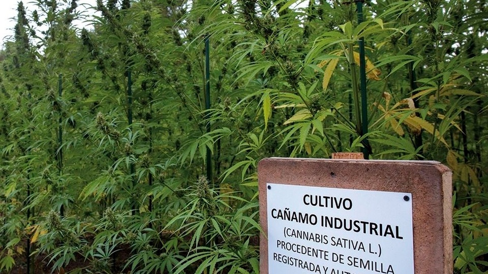CÁÑAMO INDUSTRIAL: UNA ALTERNATIVA PRODUCTIVA EN EL ALTO VALLE