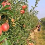 PRODUCTORES RIONEGRINOS EN CRISIS: PIDEN REUNIÓN CON LAS AUTORIDADES PROVINCIALES