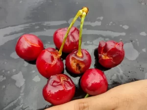 FUERTES TORMENTAS AFECTARON A LA FRUTICULTURA EN EL ALTO VALLE Y VALLE MEDIO