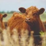 GANADERÍA BOVINA EN RÍO NEGRO: EL GOBIERNO OTORGÓ CRÉDITOS POR MÁS DE $1.000 MILLONES EN 2025