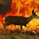 DESDE NEUQUÉN IMPULSAN UNA COLECTA PARA AYUDAR A ANIMALES AFECTADOS POR LOS INCENDIOS EN LA PATAGONIA