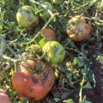 DESOLACIÓN EN EL VALLE MEDIO: EL GRANIZO ARRASÓ CON LA PRODUCCIÓN EN PLENA COSECHA