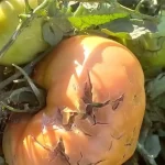 DEVASTADORA TORMENTA EN VALLE MEDIO: EL GOBIERNO ASISTIRÁ A PRODUCTORES TRAS PÉRDIDAS TOTALES