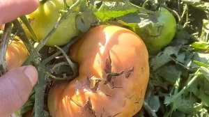 DEVASTADORA TORMENTA EN VALLE MEDIO: EL GOBIERNO ASISTIRÁ A PRODUCTORES TRAS PÉRDIDAS TOTALES