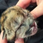 TRISTEZA EN LA RUTA 40: ATROPELLARON A UNA PUMA PREÑADA