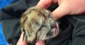 TRISTEZA EN LA RUTA 40: ATROPELLARON A UNA PUMA PREÑADA