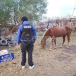 TRAS UNA DENUNCIA EN AMVOZ, LA POLICÍA INTERVINO POR MALTRATO ANIMAL