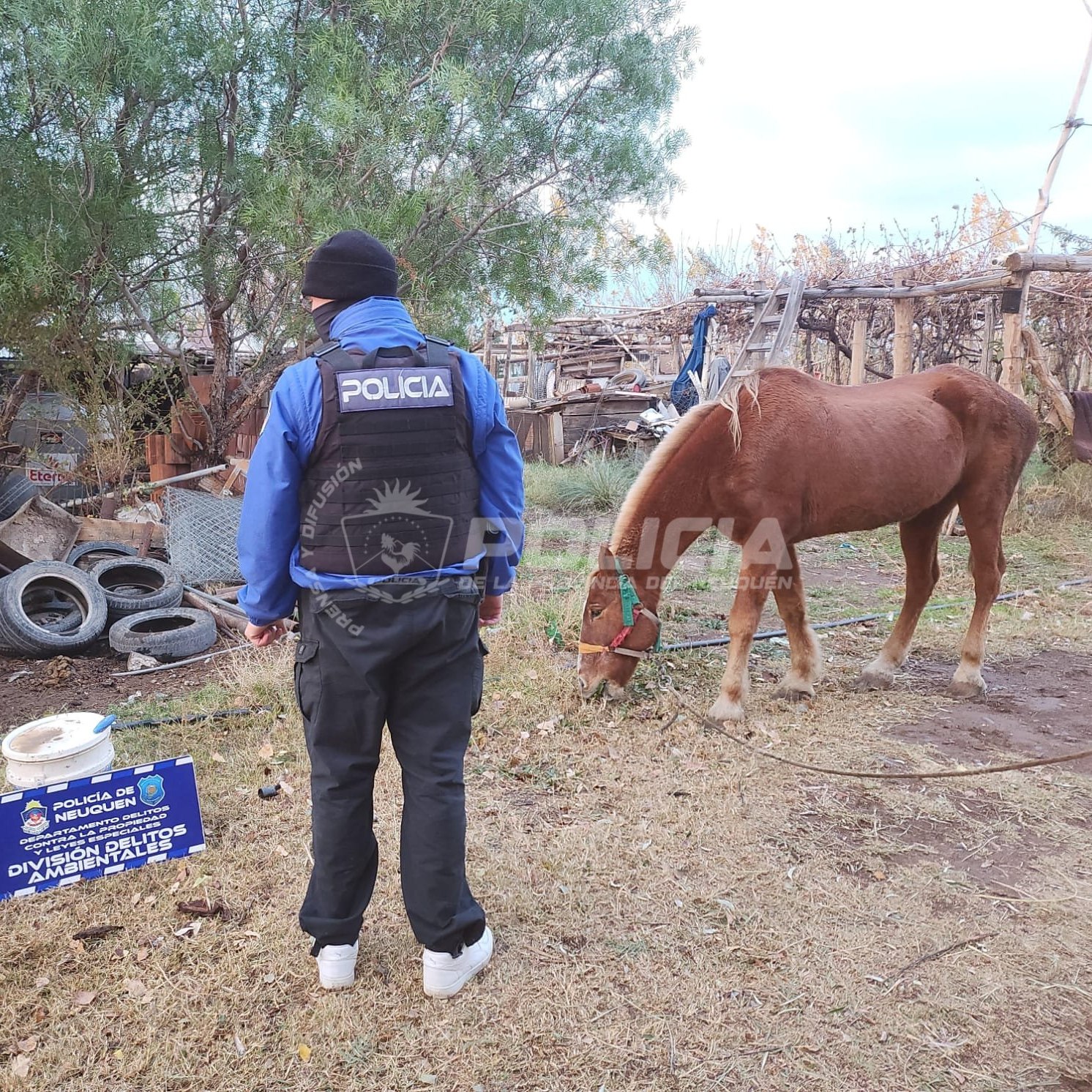 TRAS UNA DENUNCIA EN AMVOZ, LA POLICÍA INTERVINO POR MALTRATO ANIMAL