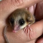 RESCATAN UN MONITO DEL MONTE EN UN YACIMIENTO DE AÑELO