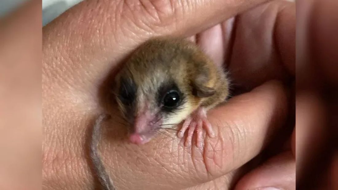 RESCATAN UN MONITO DEL MONTE EN UN YACIMIENTO DE AÑELO