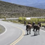 PIDEN AYUDA ESTATAL PARA EVITAR LA PRESENCIA DE ANIMALES SUELTOS EN LAS RUTAS