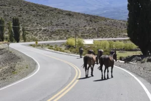 PIDEN AYUDA ESTATAL PARA EVITAR LA PRESENCIA DE ANIMALES SUELTOS EN LAS RUTAS