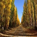 FERNÁNDEZ ORO: PRODUCTORES SE PLANTAN CONTRA UN POLÉMICO LOTEO EN RUTA 65