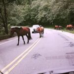 CAMPANAS DE CONCIENTIZACIÓN Y MULTAS PARA DUEÑOS DE ANIMALES EN CORREDORES VIALES