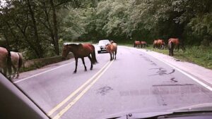 CAMPANAS DE CONCIENTIZACIÓN Y MULTAS PARA DUEÑOS DE ANIMALES EN CORREDORES VIALES