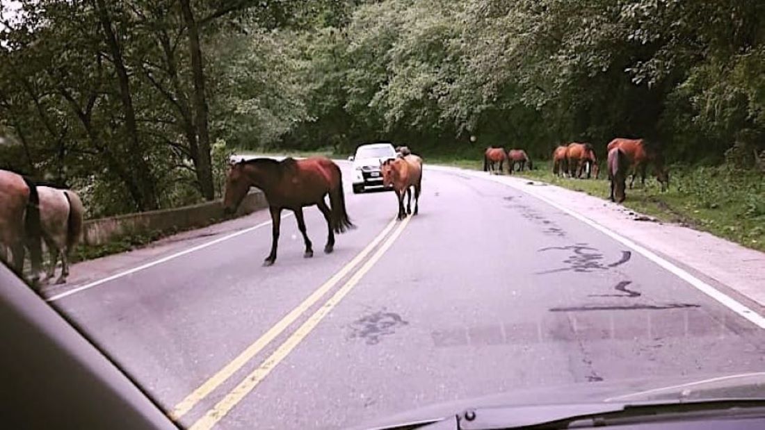 CAMPANAS DE CONCIENTIZACIÓN Y MULTAS PARA DUEÑOS DE ANIMALES EN CORREDORES VIALES