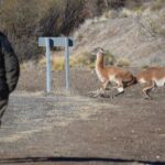 ALERTA EN LA RUTA 237: EL PARQUE NAHUEL HUAPI PIDE PRECAUCIÓN POR PRESENCIA DE GUANACOS