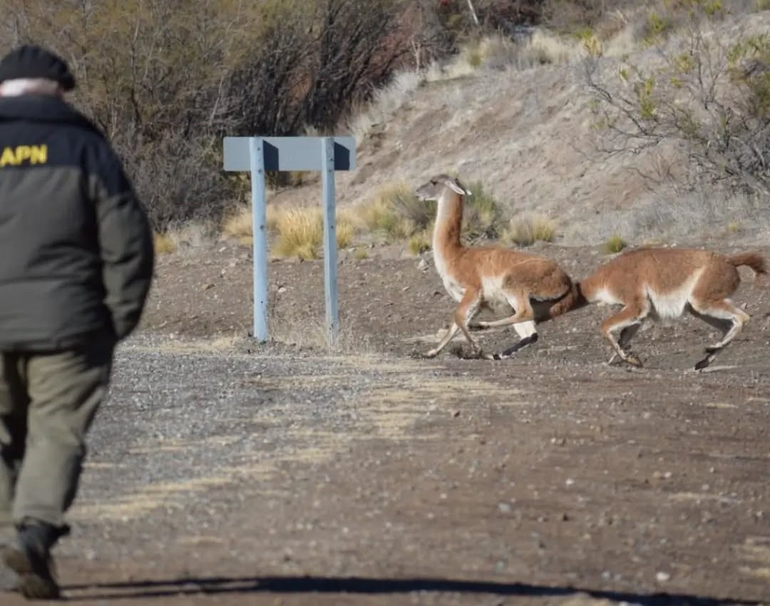 ALERTA EN LA RUTA 237: EL PARQUE NAHUEL HUAPI PIDE PRECAUCIÓN POR PRESENCIA DE GUANACOS
