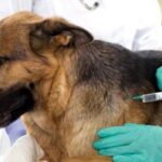 EN NEUQUÉN, IMPULSAN UN HOSPITAL DE SALUD ANIMAL