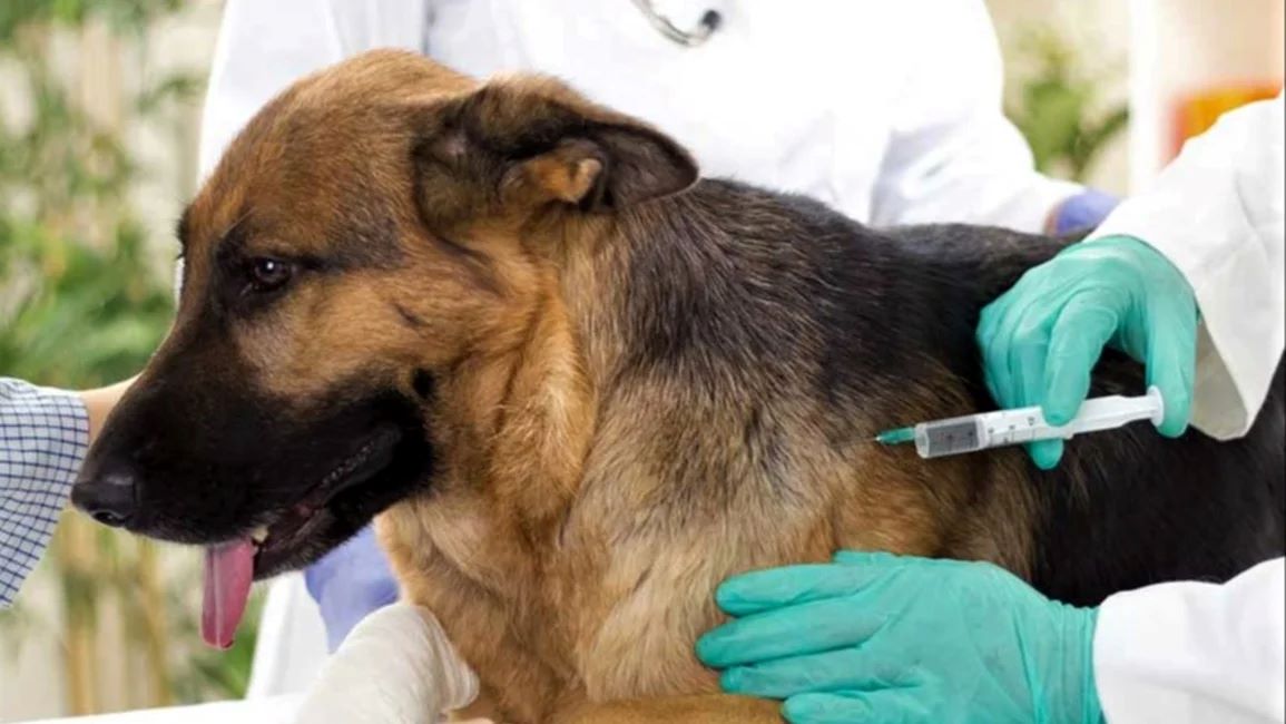 EN NEUQUÉN, IMPULSAN UN HOSPITAL DE SALUD ANIMAL