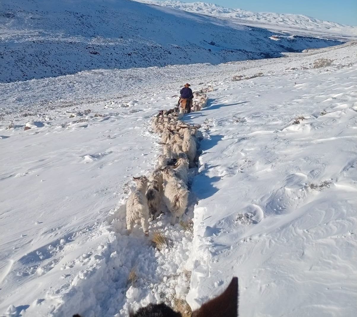 CRIANCEROS DE ZAPALA PIDEN LA DECLARACIÓN DE EMERGENCIA POR EL IMPACTO DE LA NIEVE