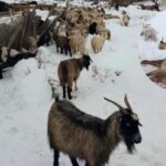AUXILIO DE EMERGENCIA PARA LOS PRODUCTORES GOLPEADOS POR LA NIEVE EN NEUQUÉN
