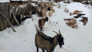 AUXILIO DE EMERGENCIA PARA LOS PRODUCTORES GOLPEADOS POR LA NIEVE EN NEUQUÉN